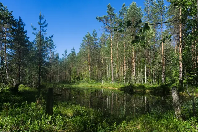 Вода и сосны в лесу у Каннельярви